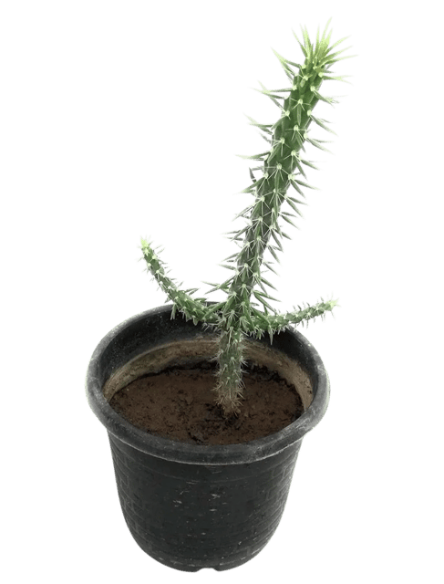 Austrocylindropuntia subulata Plant [RAJ GARDEN PLANTS]