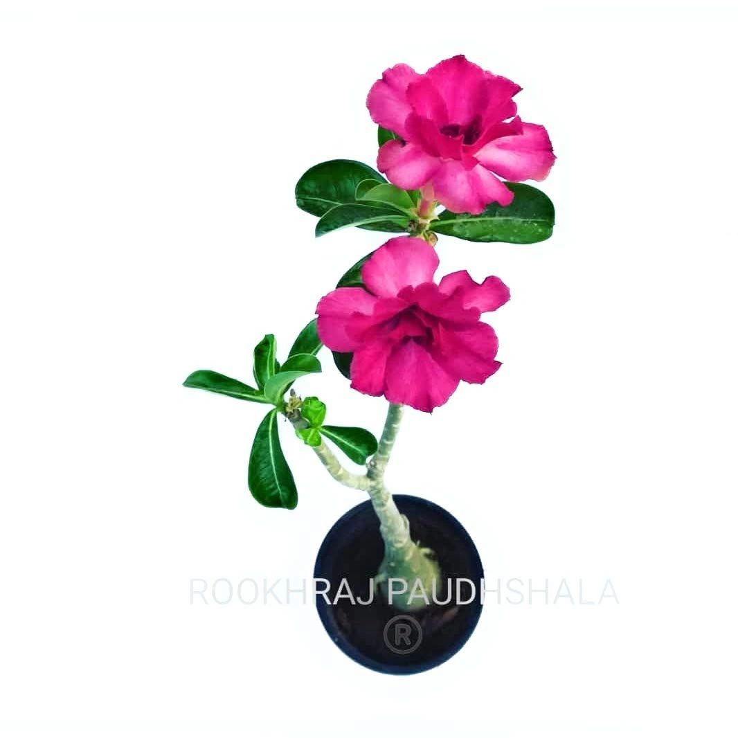 Adenium Grafted Designor Pink Double Petal Flower Live Plant [RAJ GARDEN PLANTS]