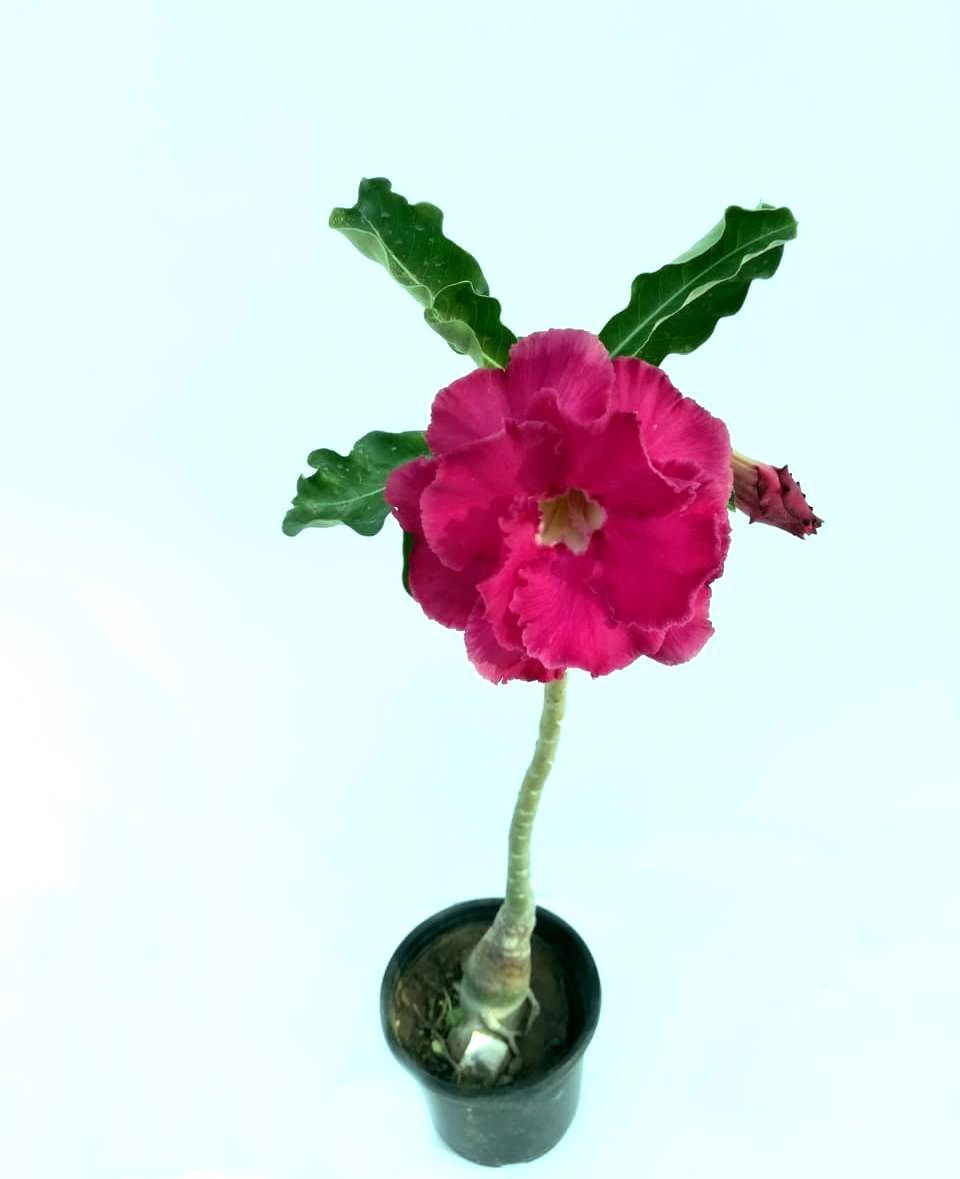 Adenium Red (Pinkish ) Flower Live Plant [RAJ GARDEN PLANTS]