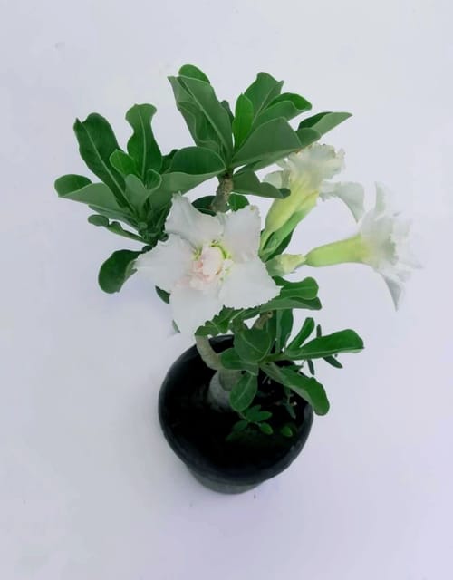 Adenium Grafted White Flower Live Plant [RAJ GARDEN PLANTS]