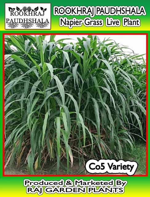 Napier Grass Plants, Co5 , Elephant Grass Live Plant (( Bunch of 5 Plants with roots) , Napier Grass, Hathi Ghas, Co5 [RAJ GARDEN PLANTS]