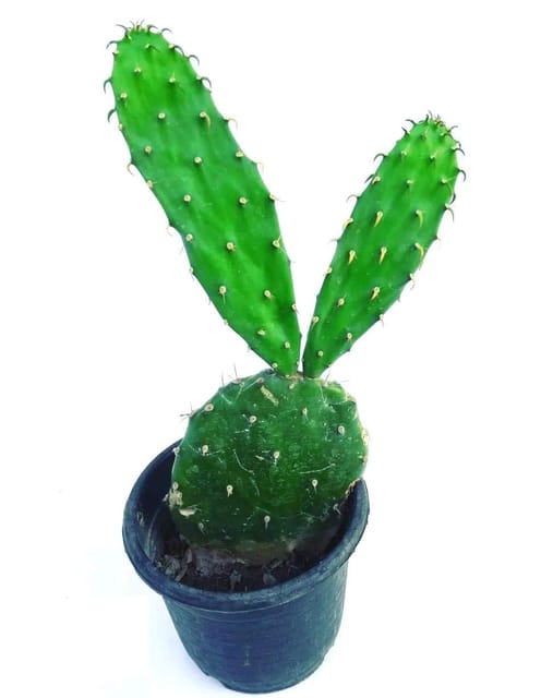 Nagfani, NagphaniCactus Plant, Prickly Pear Plant, Opuntia, Opuntia ovata [RAJ GARDEN PLANTS]