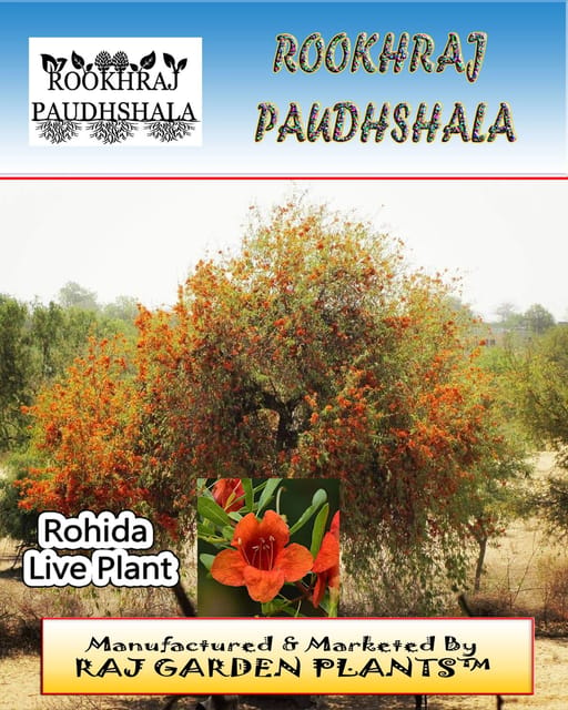 Tecomella Undulata, Rohida Plant , Desert Teak Plant, Marwar Teak ,Timber Tree, Rohida Tree [RAJ GARDEN PLANTS]
