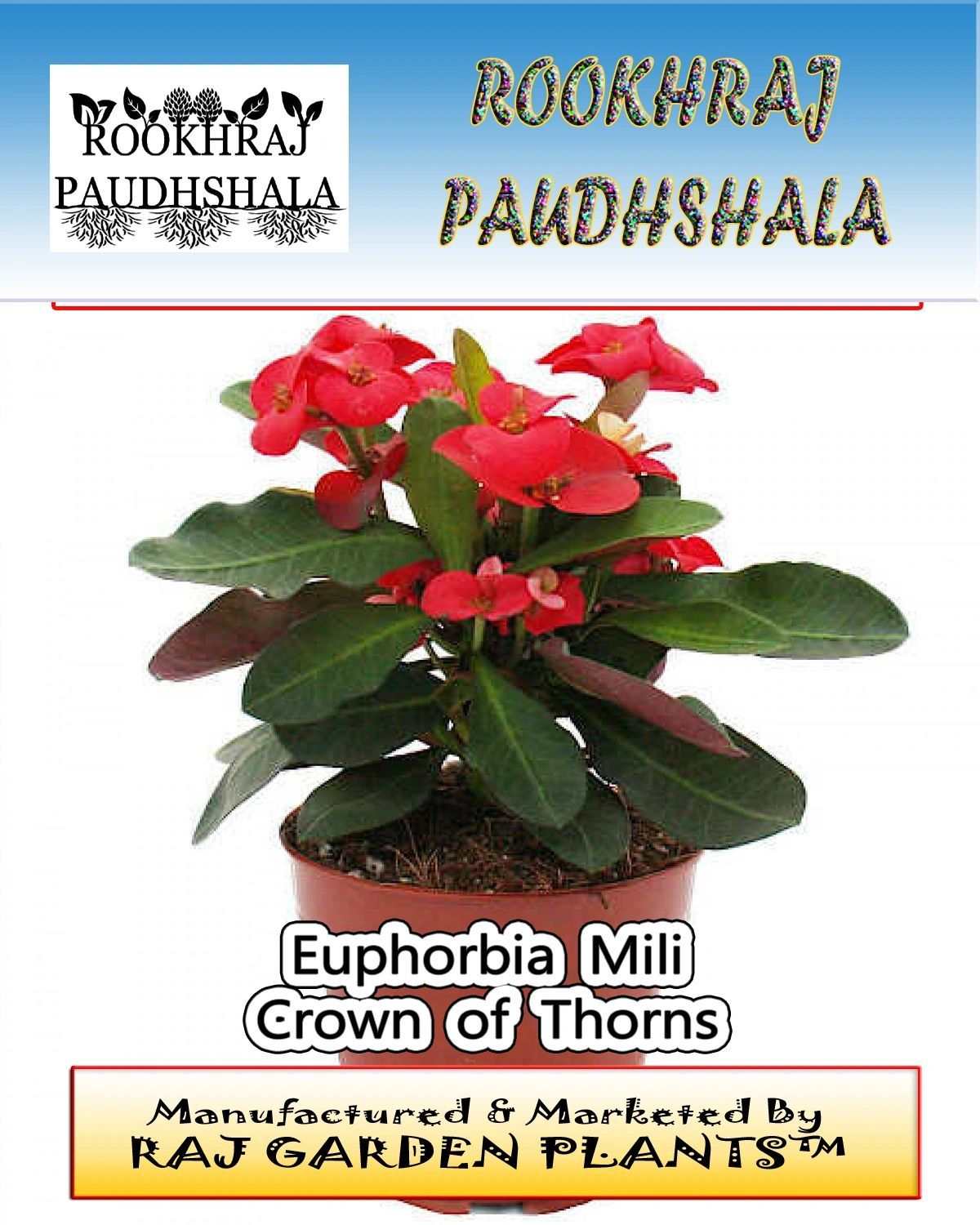 Euphorbia Milii ,Crown of Thorns, Christ Thorn Live Plant [RAJ GARDEN PLANTS]