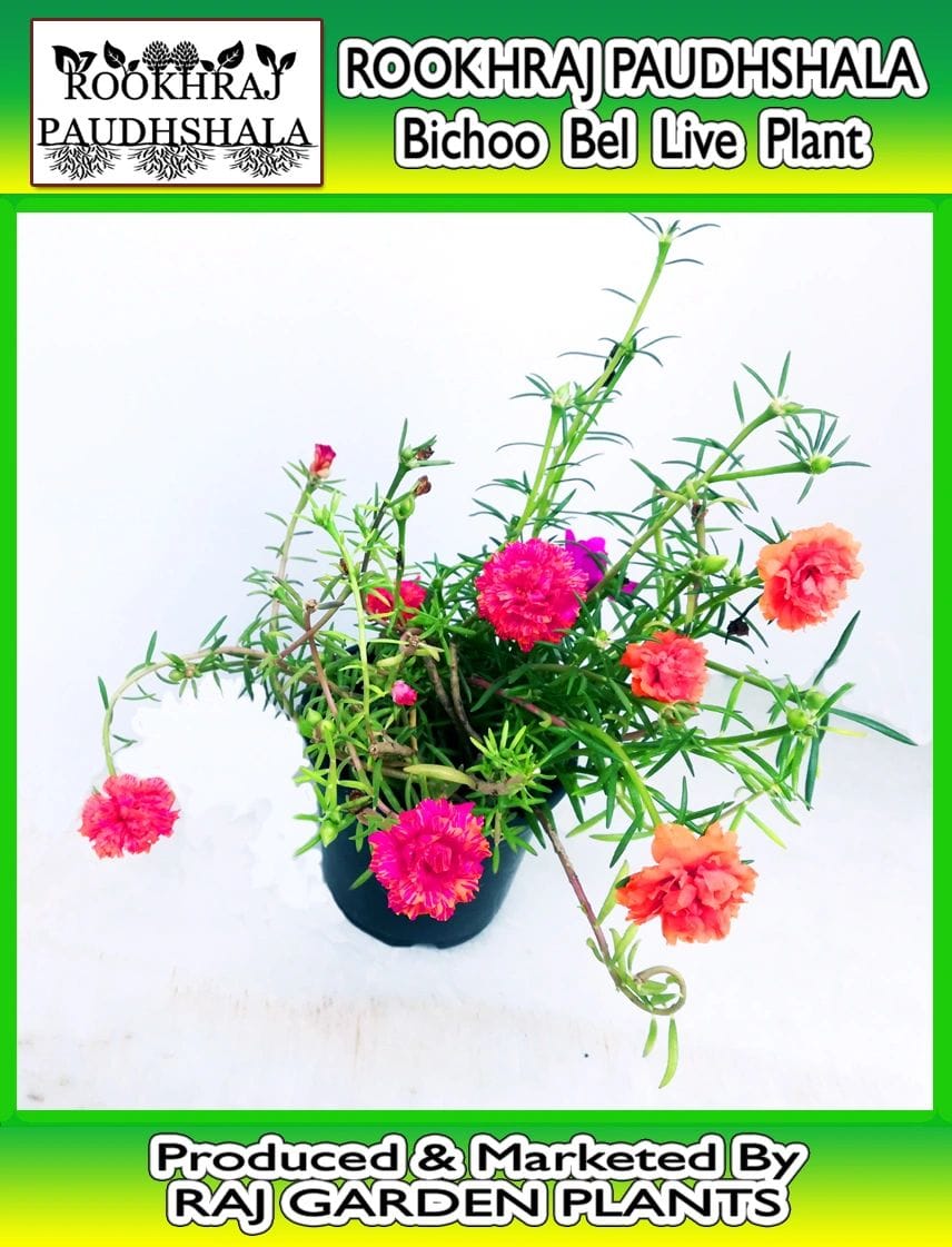 Bichoo Bel Live Plant, Portulaca Mixed Colour Live Plant [RAJ GARDEN PLANTS]