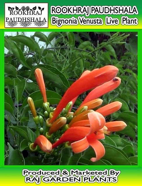 Bignonia Venusta Live Plant, Pyrostegia venusta [RAJ GARDEN PLANTS]