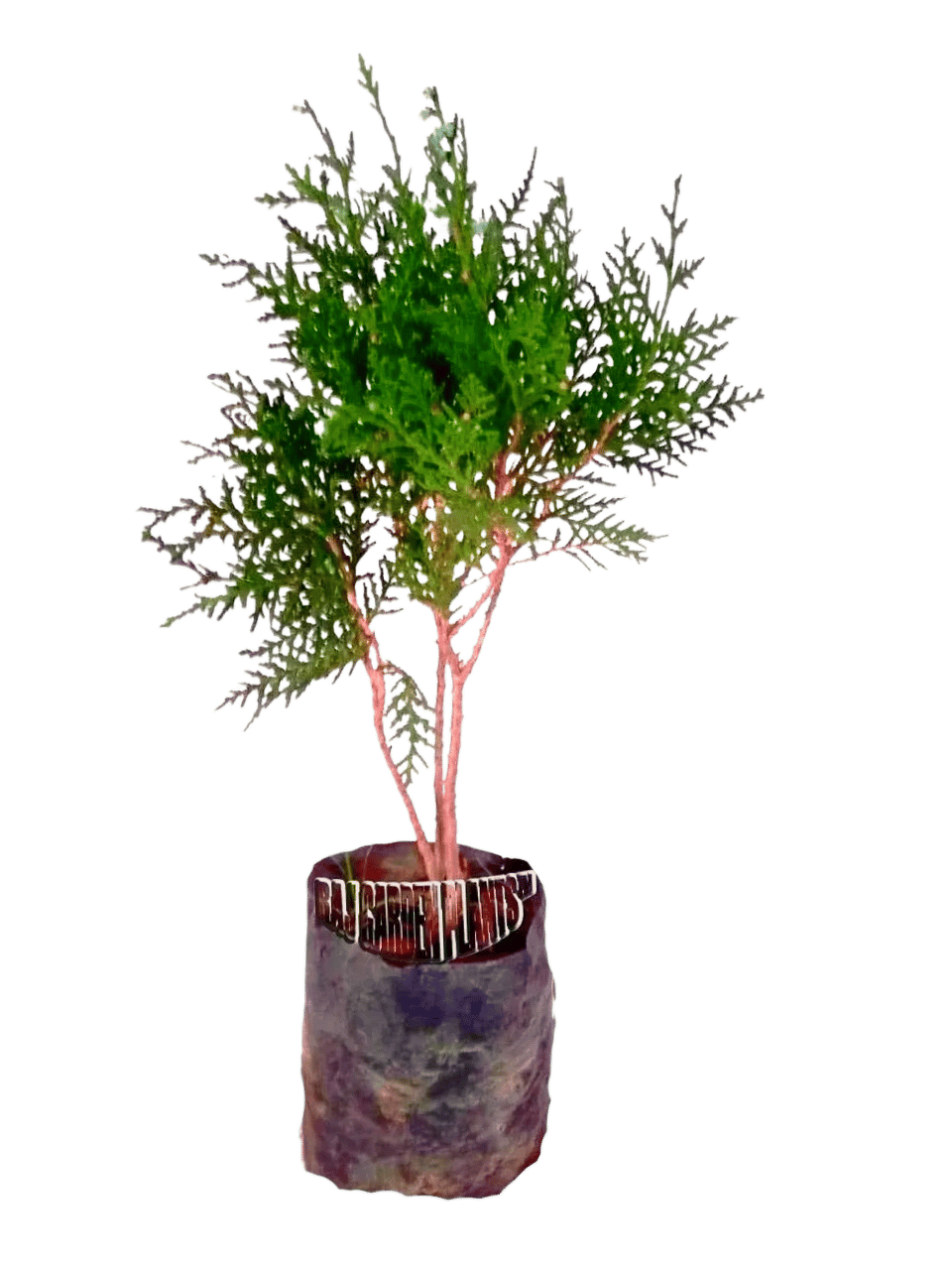 Goodluck Vidya Plant, Morpankh Plant Thuja Orientalis Indoor Live Plants [RAJ GARDEN PLANTS]
