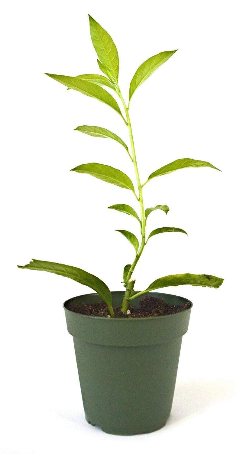 Ratrani,रातरानी, Night Blooming Jasmine, Cestrum Nocturnum Live Plant [RAJ GARDEN PLANTS]