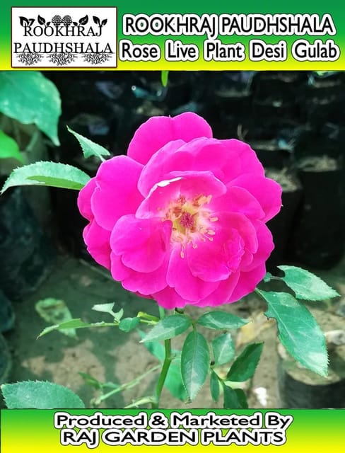 Red Rose Live Plant, Desi Gulab Live Plant [RAJ GARDEN PLANTS]