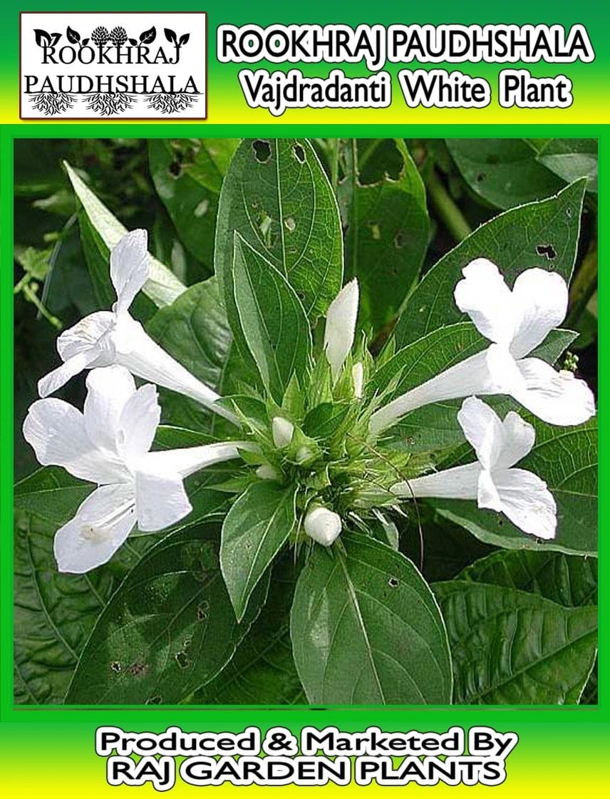 Vajradanti White Flower Live Plant वज्रदंती, Katsaraiya, Piyabansa, Barleria cristata Alba, kuranta [RAJ GARDEN PLANTS]