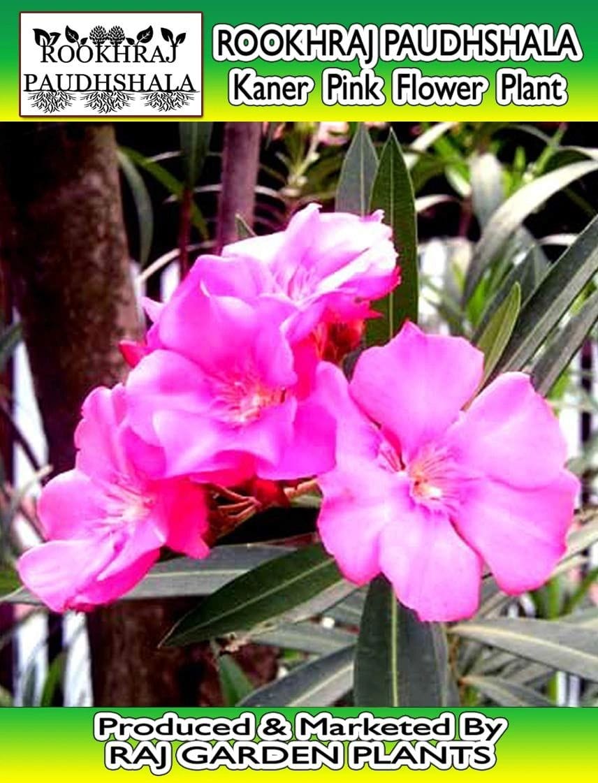 Kaner (Indian oleander) Pink Flower Plant, Nerium indicum Plant [RAJ GARDEN PLANTS]