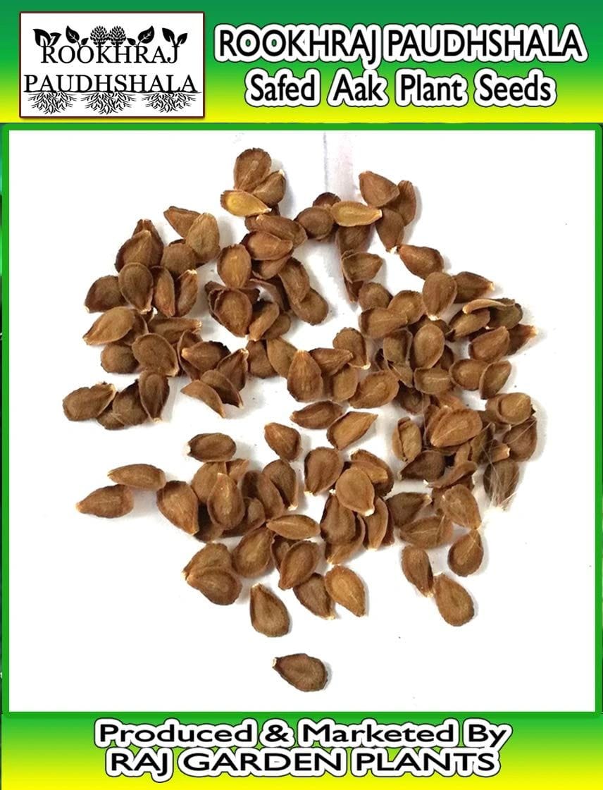 Safed Aak Seeds (Pack of 50 Seeds), Calotropis gigantea Plant Seeds, Aakda Seeds, Aak Plant Seeds [RAJ GARDEN PLANTS]