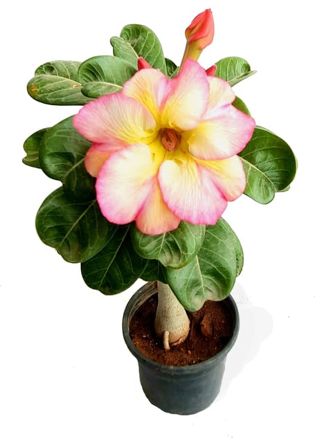 Adenium Grafted Yellow PInk Variegated Flower Plant [RAJ GARDEN PLANTS]
