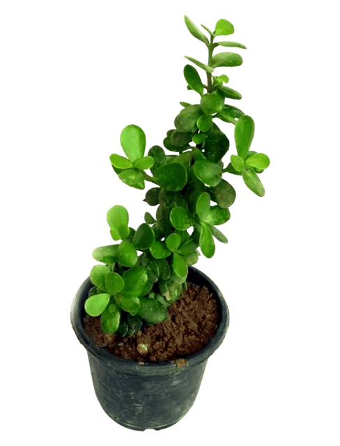 Crassula Live Plant, Crasulla Plant, Crasula Plant, Jade Plant, Good Luck Plant, Chinese Fengshui Money Plant [RAJ GARDEN PLANTS]