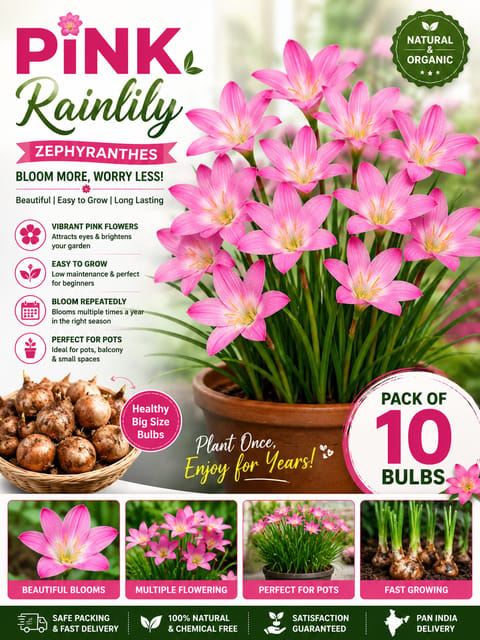 Pink Rain Lily Flower Bulbs-Shikha Plant Nursery