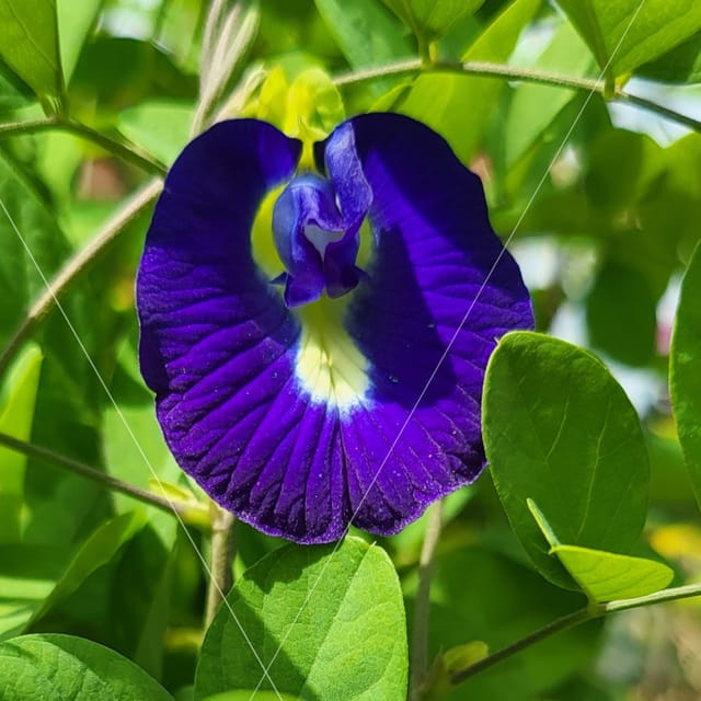 Aparajita Plant Blue (Pack of 2)-Vrikshani