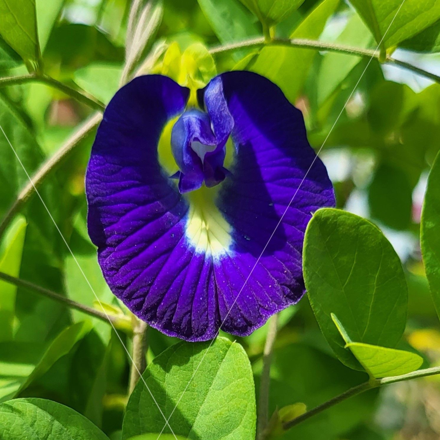 Aparajita Plant Blue (Pack of 2)-Vrikshani
