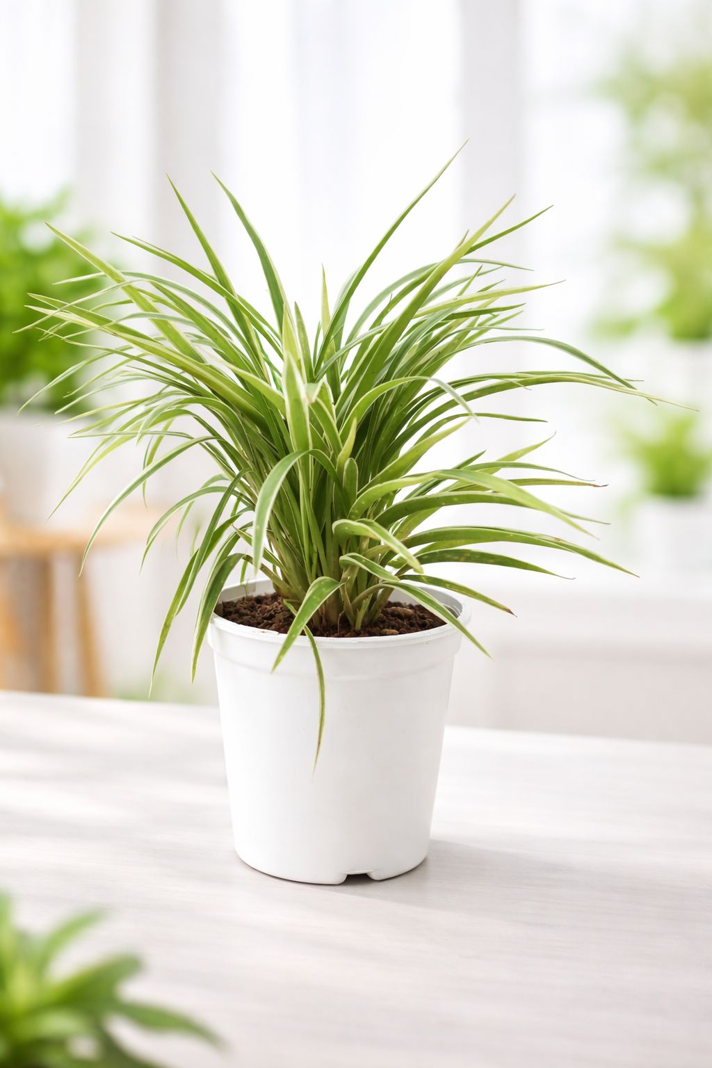 Spider (Chlorophytum comosum) Plant -Vrikshani
