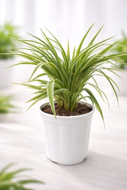 Spider (Chlorophytum comosum) Plant -Vrikshani