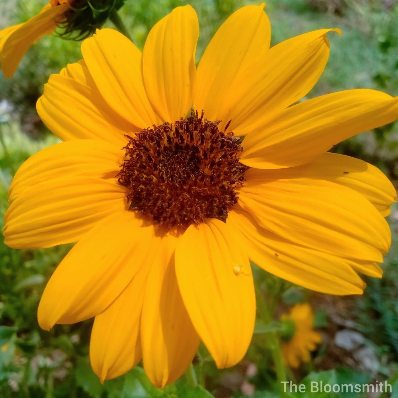 Miniature Multi-Bloom Sunflower seeds - The Bloomsmith