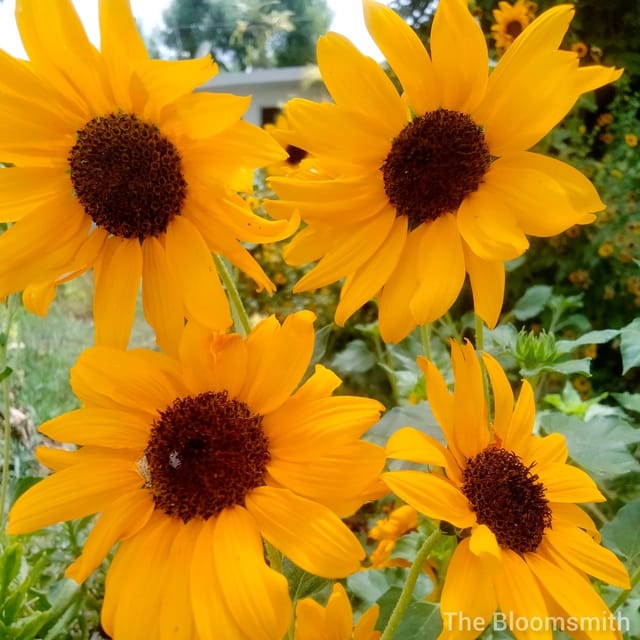 Miniature Multi-Bloom Sunflower seeds - The Bloomsmith