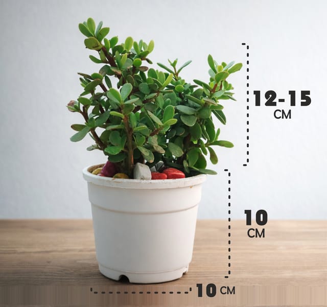 Jade Plant (Crassula ovata) | Succulent - Vrikshani