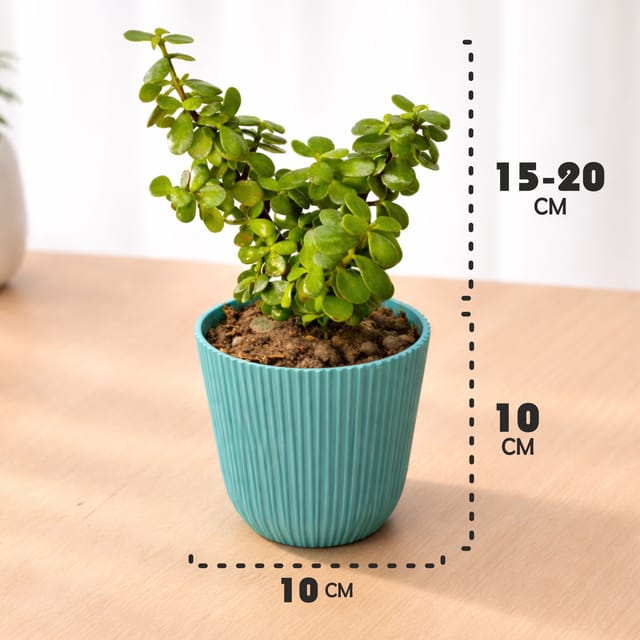 Jade Plant (Crassula ovata) Flute Pot | Succulent - Vrikshani