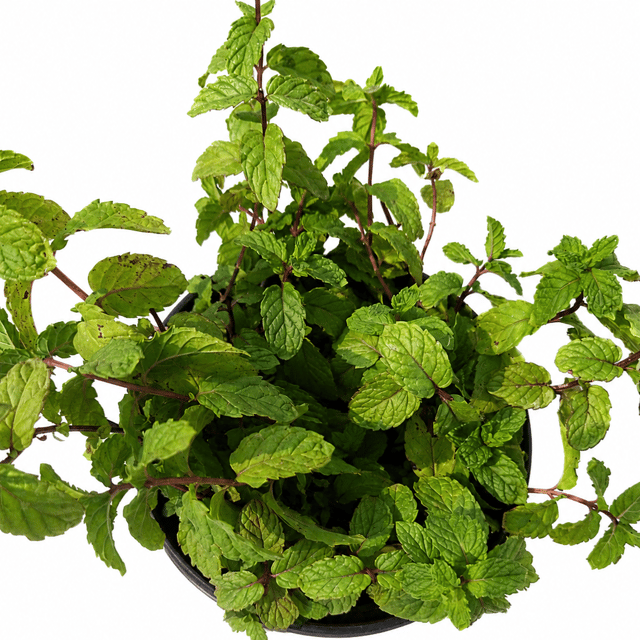 Mint (Pudina) Plant Pack of 2 - Vrikshani