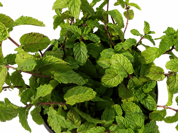 Mint (Pudina) Plant Pack of 2 - Vrikshani