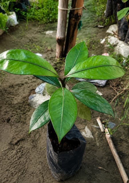 Thai Dwarf Purple Mangosteen Plant - Shikha Plant Nursery