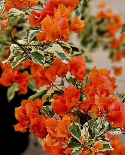 Sunset Orange Bougainvillea Fower Plant-HariGuru