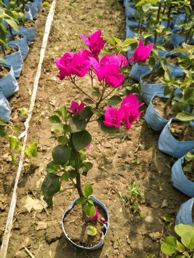 Anarpal Bougainvillea Fower Plant-HariGuru