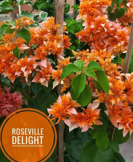 Roseville Delight Bougainvillea Fower Plant-HariGuru
