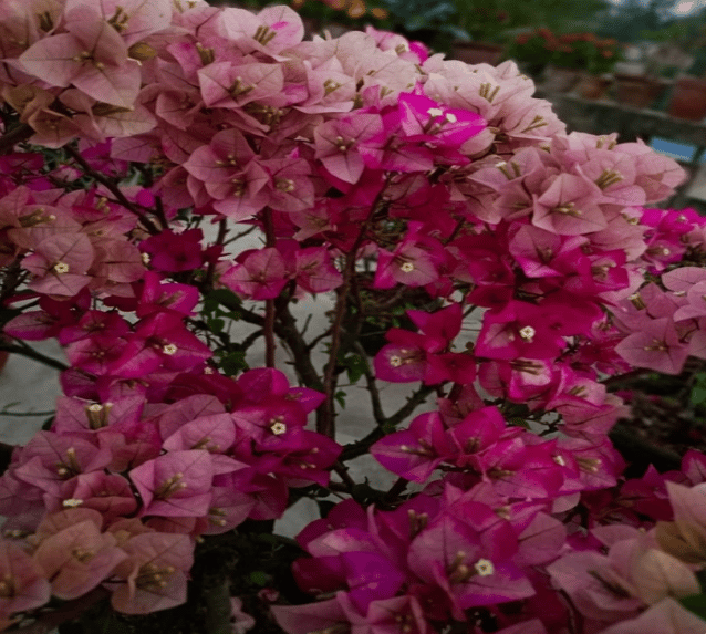Chitra Cream Bougainvillea Fower Plant-HariGuru