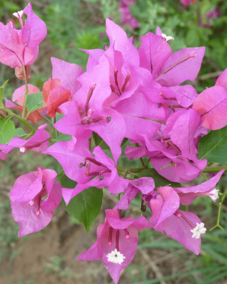 Partha Bougainvillea Fower Plant-HariGuru