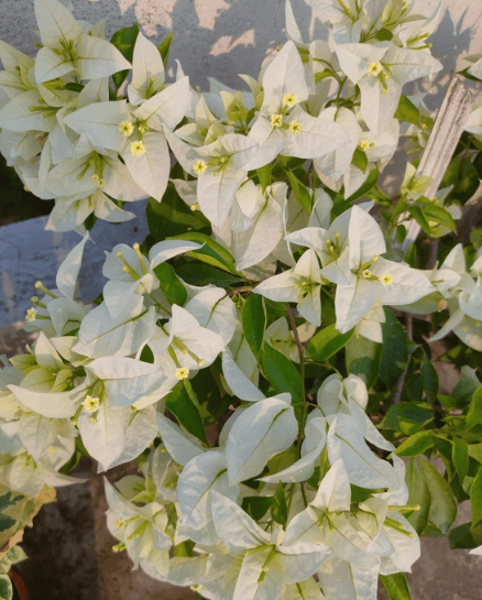 Miss Alice Bougainvillea Fower Plant-HariGuru