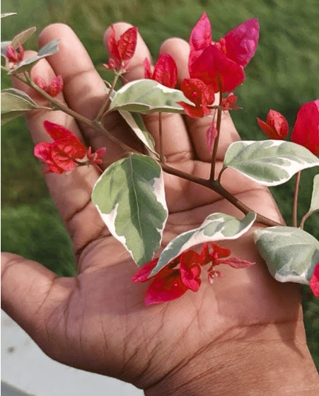 Dr Rao Bougainvillea Fower Plant-HariGuru