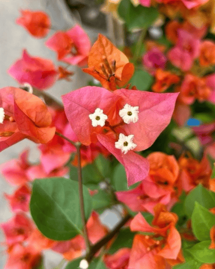 Orange Glow Bougainvillea Fower Plant-HariGuru