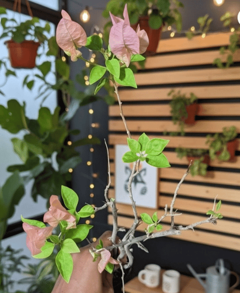 Zakirana Pink Bougainvillea Fower Plant-HariGuru