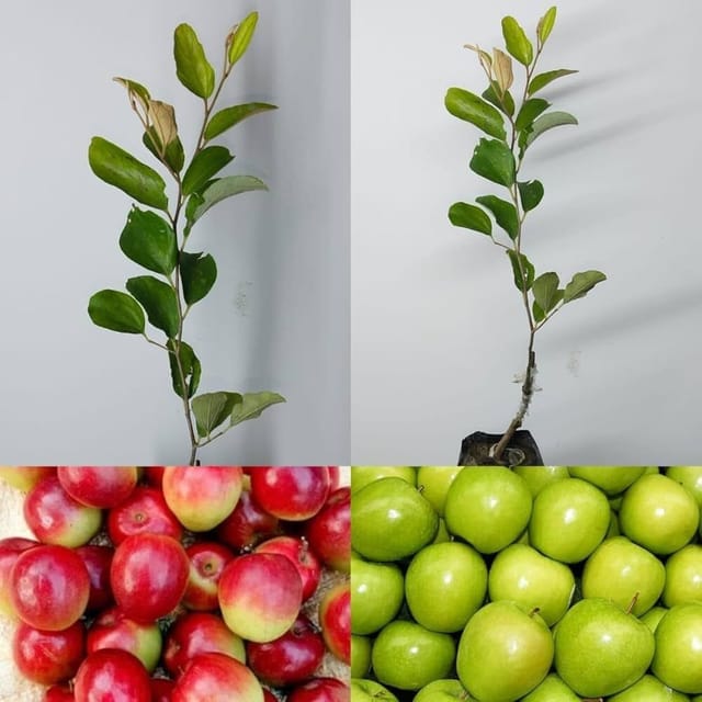 Combo of 2 Grafted Miss India Ber Apple Plants-HariGuru