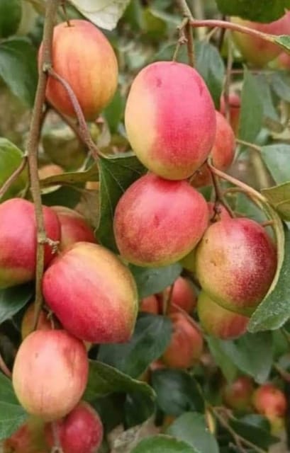 Combo of 2 Grafted Miss India Ber Apple Plants-HariGuru