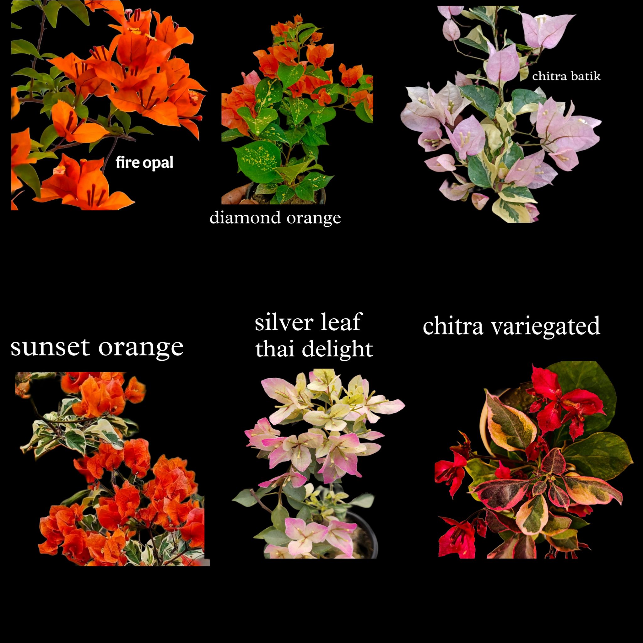 Dwarf Variety Bougainvillea Hybrid Pack of 6 Plants