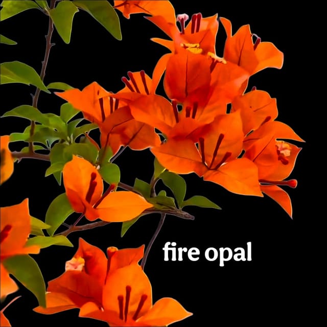 Dwarf Variety Bougainvillea Hybrid Pack of 6 Plants