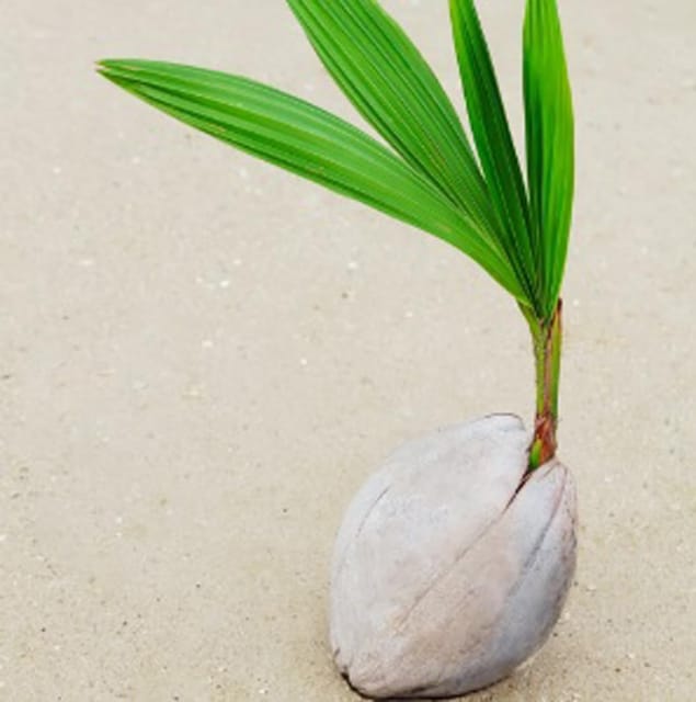 Thai Pink Coconut Tree Plant (1.5–2.5 Feet Height) | Dwarf Hybrid Coconut Plant | Early Fruiting Variety | Exotic Pink Coconut _Shikha Plant Nursery