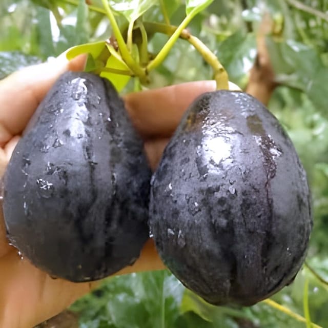 Hass Grafted Avocado Plant |  High Yield Variety  -Shikha Plant Nursery