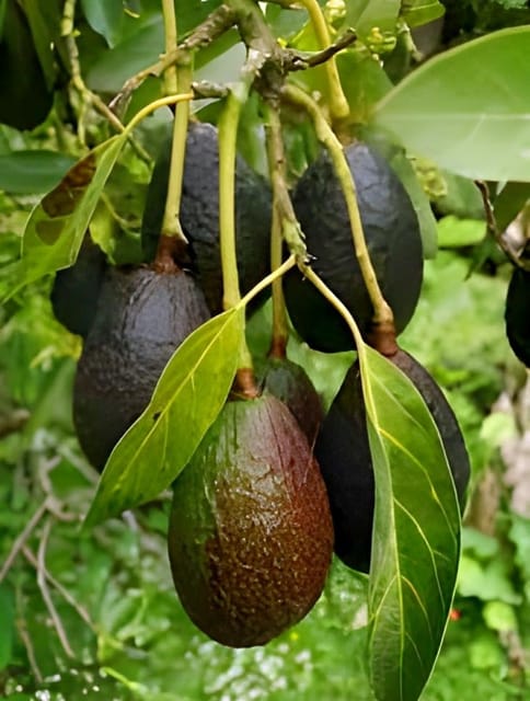 Hass Grafted Avocado Plant |  High Yield Variety  -Shikha Plant Nursery