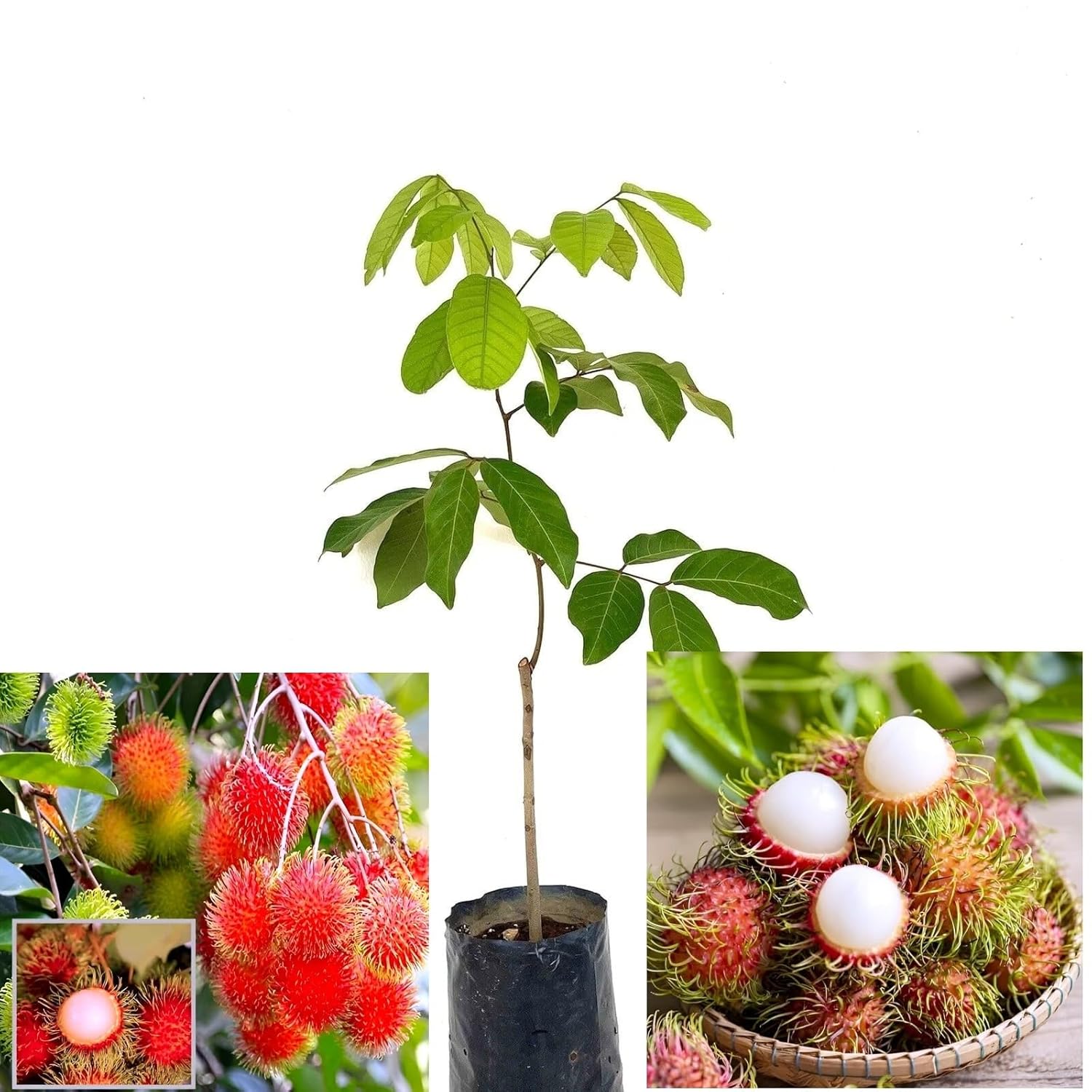 Rambutan Plant | Exotic Tropical Fruit Plant  _Shikha Plant Nursery