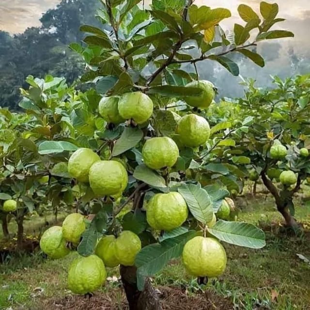 Rare Sweet Green Baruipur G-8 Guava Plant | Baramasi All Season Fruit Plant | High Yielding Sweet Guava Variety | Healthy Fruit Plant (Pack of 1)
