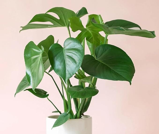 Monstera Deliciosa Plant – Pack of 1 Healthy Indoor Tropical Houseplant for Home, Office & Garden Décor – Air-Purifying Lush Green Foliage With Grow Bag _Shikha Plant Nursery