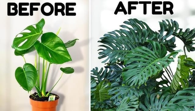 Monstera Deliciosa Plant – Pack of 1 Healthy Indoor Tropical Houseplant for Home, Office & Garden Décor – Air-Purifying Lush Green Foliage With Grow Bag _Shikha Plant Nursery
